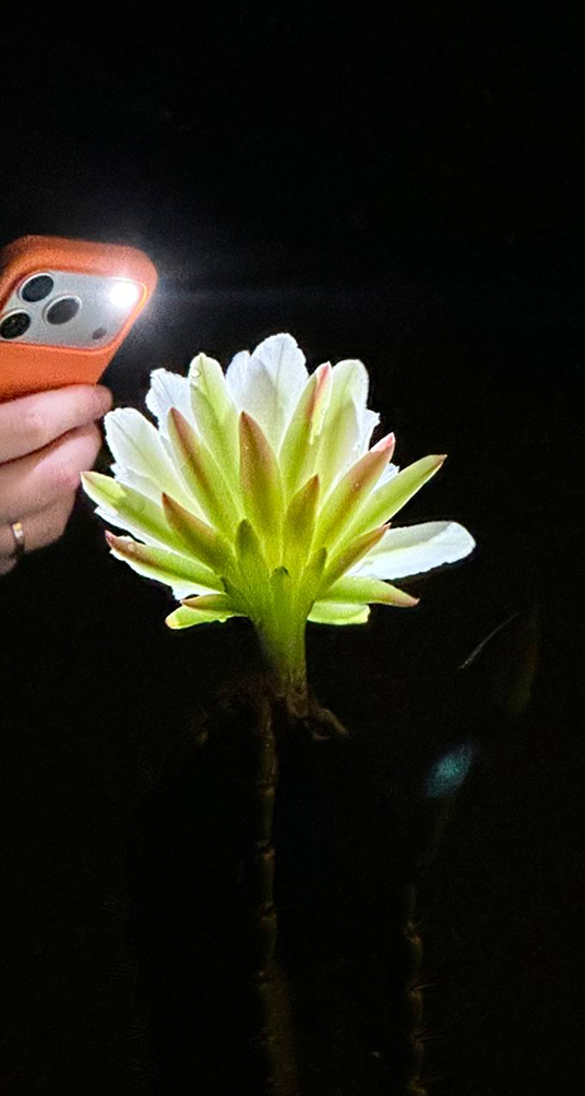 A night-blooming flower lit by a phone torch